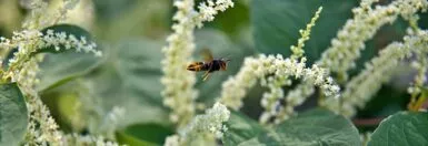 Réunion d'information : le frelon asiatique