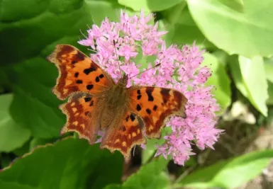 Papillon butinant une fleur, symbole de la biodiversité