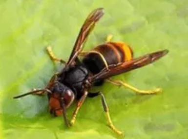 espèces invasives frelon asiatique à pattes jaunes