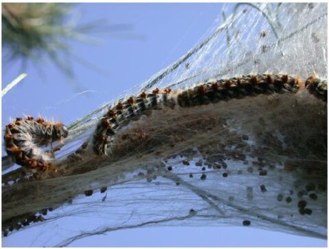 chenilles processionnaires du pin