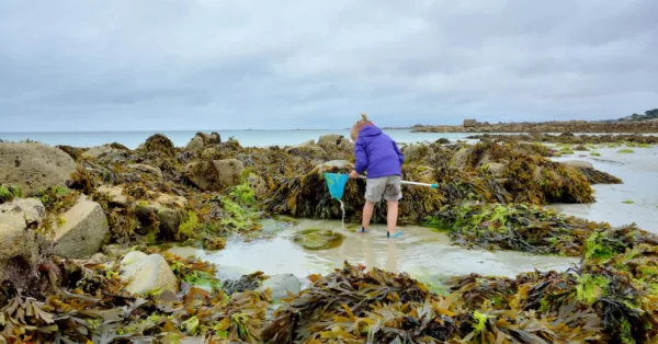 baignade et pêche à pied récréative interdites à la plage