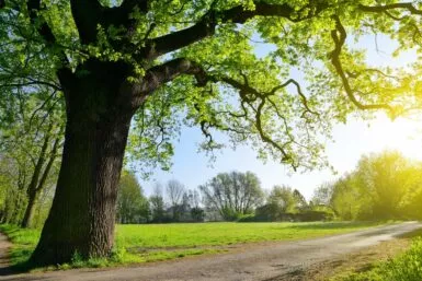 Charte de l'arbre recensement chêne