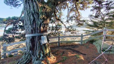 chenilles processionnaires