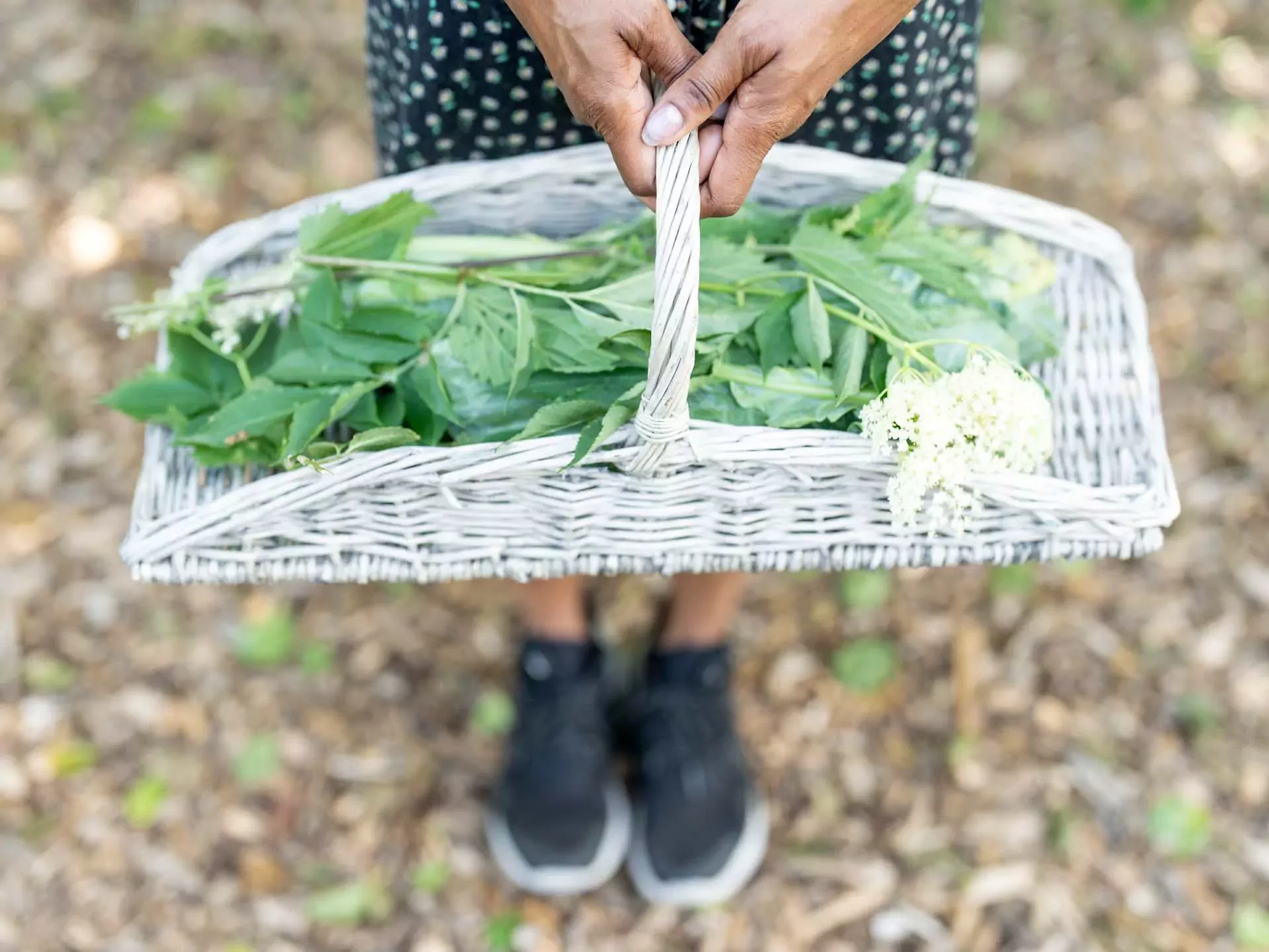Balade identifier les plantes sauvages comestibles