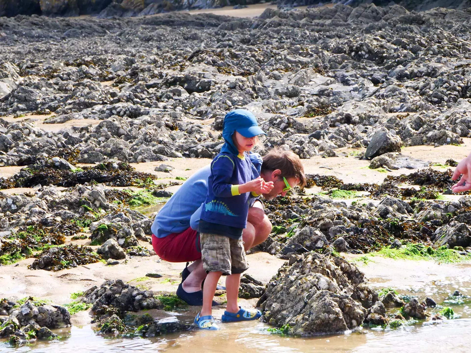 Balade : les algues comestibles