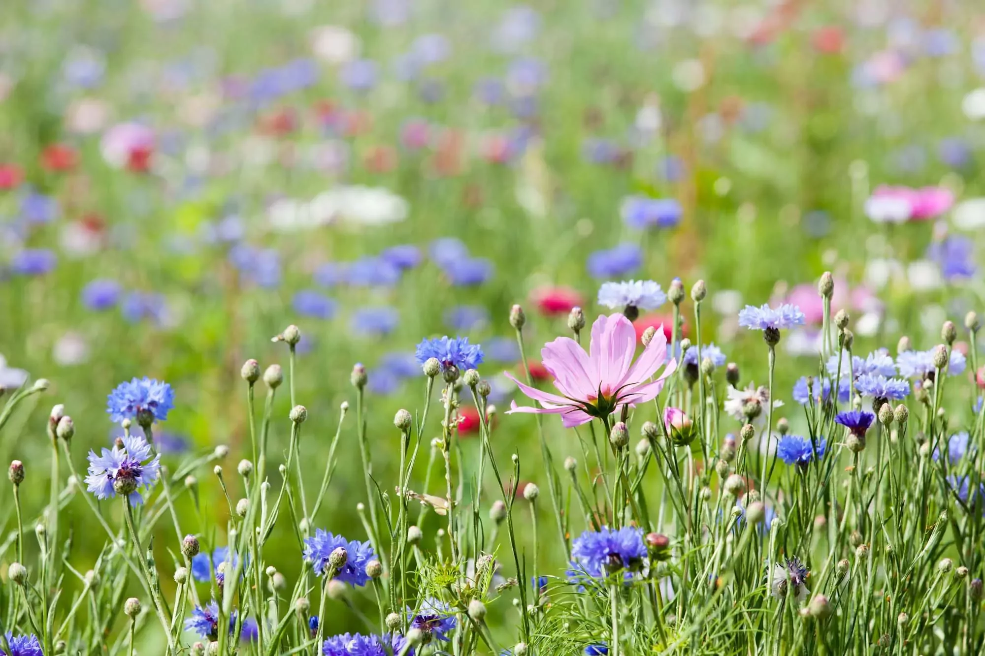 prairie fleurie - fleurs