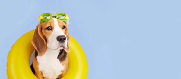 Puis-je me balader avec mon chien sur la plage ?